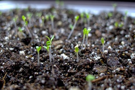 Asterii - crescând din semințe pe teren deschis, timp de însămânțare, video