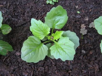 Asterii - crescând din semințe în sol deschis, timp de însămânțare, video