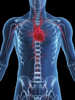 Atrezia arterei pulmonare, diagnostic și tratament în Israel