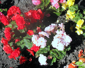 Begonia tuber - flori