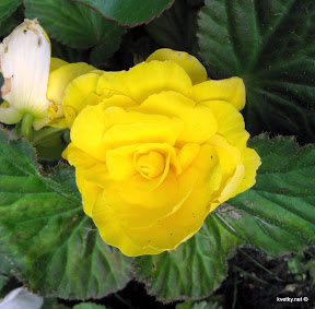 Begonia tuber - flori