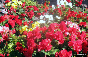 Begonia tuber - flori