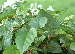 Birch - szobanövény dekoratív levelei (nyír) Birch - szobanövény díszítő lombozat