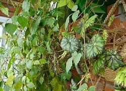 Birch - szobanövény dekoratív levelei (nyír Cserepes Care) Birch - szobanövény díszítő lombozat