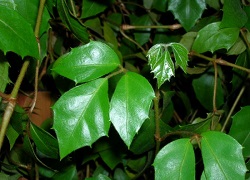 Берізка - кімнатна рослина з декоративним листям