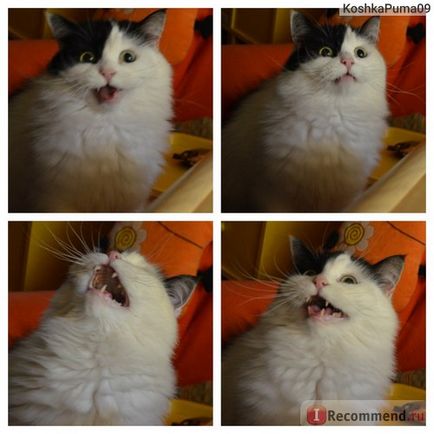 Származás macskák és mesztic - „Láttad a macska, hogy eszik dinnye, sárgabarack, datolyaszilva és káposztával