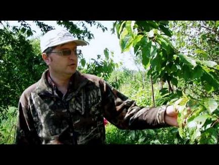 Хвороби черешні чому жовтіють листя у в липні і як лікувати якщо розтріскується кора