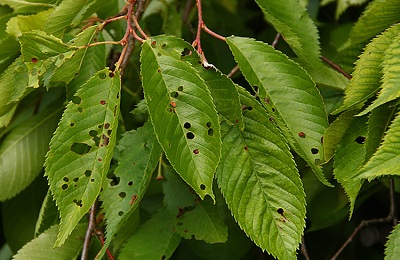 Хвороби черешні чому жовтіють листя у в липні і як лікувати якщо розтріскується кора