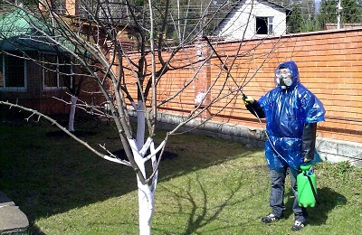 Хвороби черешні чому жовтіють листя у в липні і як лікувати якщо розтріскується кора