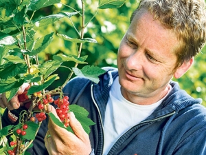 Betegségek és kártevők piros ribiszke