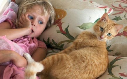 Boli ale pisicilor periculoase pentru oameni sunt numite zooantroponoze