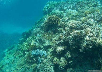 Great Barrier Reef - fotografie cum să obțineți singur