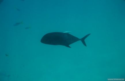 Great Barrier Reef - fotografie cum să obțineți singur