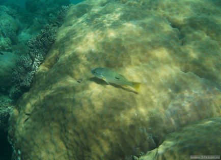 Great Barrier Reef - fotografie cum să obțineți singur