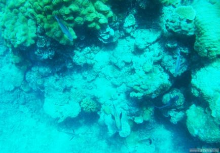 Great Barrier Reef - fotografie cum să obțineți singur