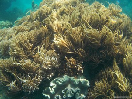 Great Barrier Reef - fotografie cum să obțineți singur