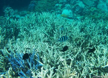 Great Barrier Reef - fotografie cum să obțineți singur