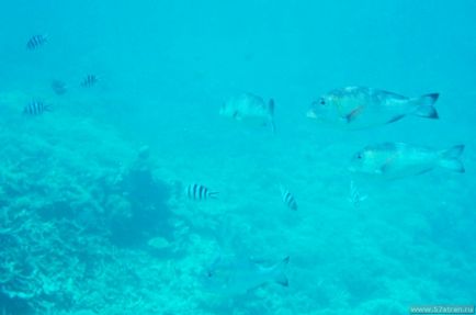 Great Barrier Reef - fotografie cum să obțineți singur