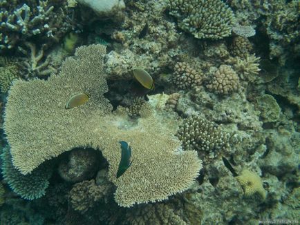 Great Barrier Reef - fotografie cum să obțineți singur