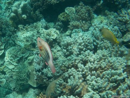 Great Barrier Reef - fotografie cum să obțineți singur