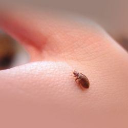 A terrorizmus elleni bolhák a házban segítségével illóolajok - egy könnyű dolog (home) A terrorizmus elleni bolhák a házban segítségével illóolajok - egy könnyű dolog