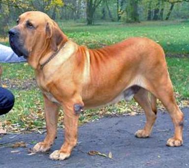 Бійцівські породи собак