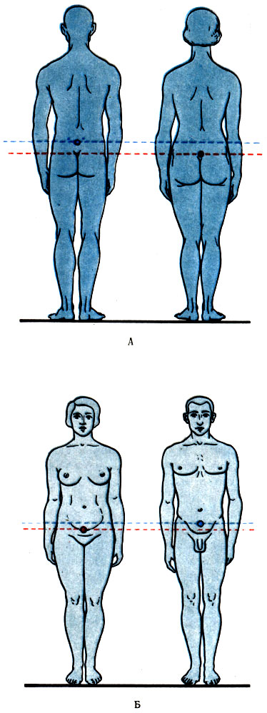 Centrul de greutate al corpului uman 1978 marginile a
