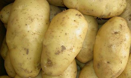 Чародій картопля - опис сорту та відгуки відео