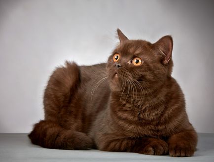 Чим відрізняється британська порода кішок від шотландської