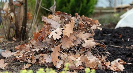 Mai degrabă pentru a acoperi plantele pentru iarna pe