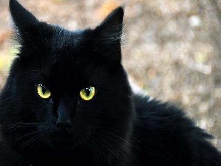 Чорна кішка - погана прикмета, чорна кішка на кладовищі