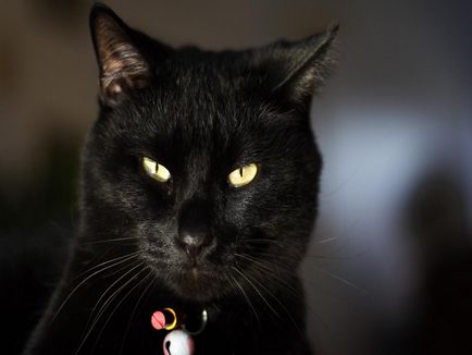 Чорна кішка - погана прикмета, чорна кішка на кладовищі
