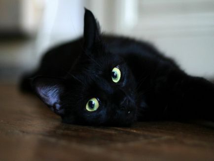 Pisica neagra - ghinion, pisica neagra in cimitir