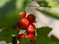 Producătorii de ciuperci ar trebui să crească în fiecare grădină, un horticulturist (gospodărie)