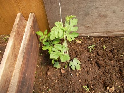 Ce pepene verde nu le-a plăcut în seră, cabana de tanin