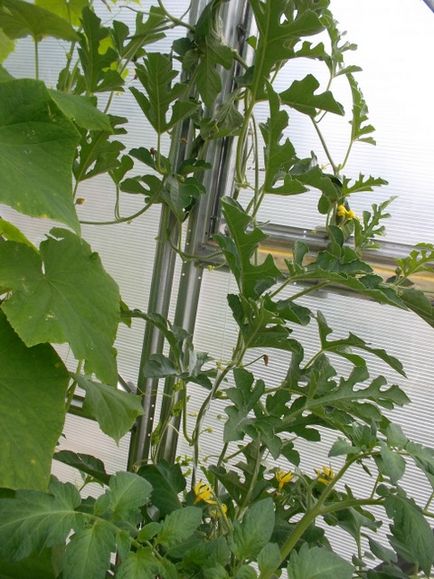 Ce pepene verde nu le-a plăcut în seră, cabana de tanin