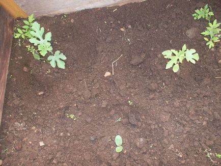 Ce pepene verde nu le-a plăcut în seră, cabana de tanin