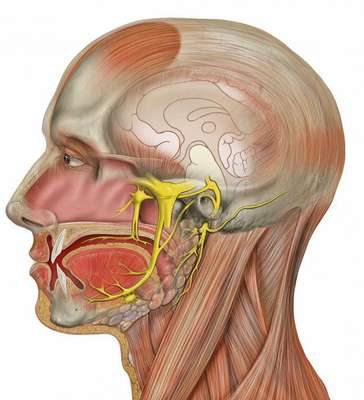 Ce să faci dacă nervul trigeminal este inflamat acasă cu remedii folclorice - 