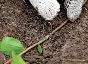 Ceea ce se poate face din arborele aronia formează un gard viu