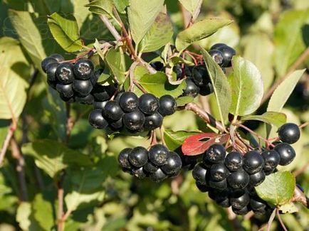 Ceea ce se poate face din arborele aronia formează un gard viu