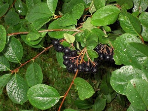 Ceea ce se poate face din arborele aronia formează un gard viu