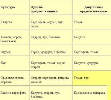 Що посадити після моркви на наступний рік поради фахівців