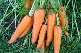 Що посадити після моркви на наступний рік поради фахівців