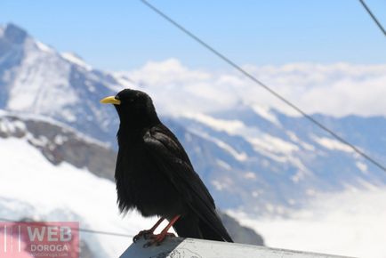 Що можна побачити на горі Юнгфрау, швейцарія