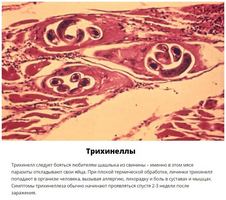 Ce este dirofilariasis la pisici?