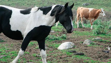 Mi meglepő tehenek és lovak
