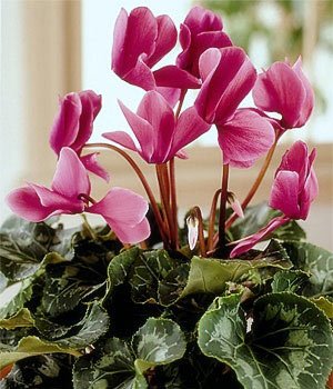 Cyclamen crește și îngrijește acasă