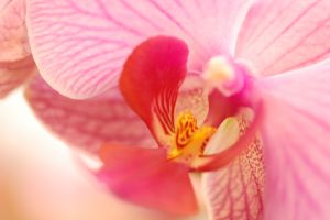 Цімбалярія - догляд та розмноження, блог про флору