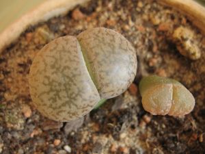 Cymbalaria - îngrijire și reproducere, un blog despre flora