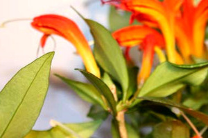 Cymbalaria - îngrijire și reproducere, un blog despre flora